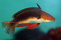 Image of Cirrhilabrus hygroxerus (Monsoon Fairy-wrasse)