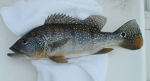 Image of Cichla melaniae 