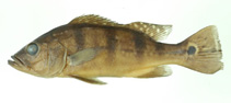 Image of Cichla monoculus 