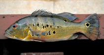 Image of Cichla ocellaris (Peacock cichlid)