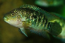 Image of Rocio octofasciata (Jack Dempsey)