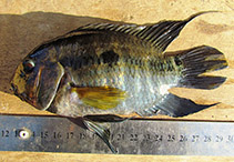 Image of Cichlasoma orientale 