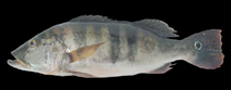 Image of Cichla piquiti 