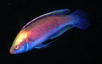 Image of Cirrhilabrus punctatus (Dotted wrasse)