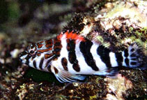 Image of Cirrhitus rivulatus (Giant hawkfish)