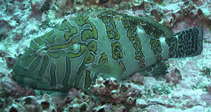 Image of Cirrhitus rivulatus (Giant hawkfish)