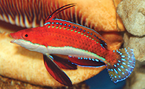 Image of Cirrhilabrus rubeus (Ruby longfin fairy wrasse)