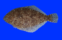 Image of Citharichthys uhleri (Voodoo whiff)