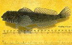 Image of Clinocottus analis (Woolly sculpin)