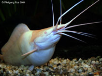 Image of Clarias batrachus (Philippine catfish)