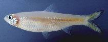 Image of Clupeoides borneensis (Borneo river sprat)