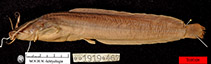 Image of Clarias dhonti 