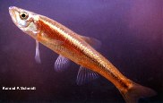 Image of Clinostomus elongatus (Redside dace)