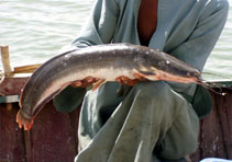 Image of Clarias gariepinus (North African catfish)