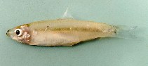 Image of Clupeichthys goniognathus (Sumatran river sprat)