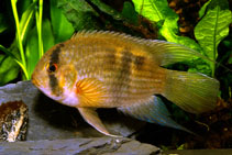 Image of Cleithracara maronii (Keyhole cichlid)