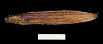 Image of Clarias nigromarmoratus 