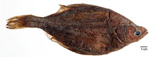 Image of Cleisthenes pinetorum (Sôhachi)