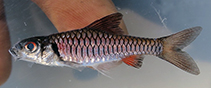 Image of Clypeobarbus pleuropholis 