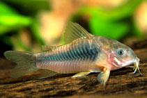 Image of Corydoras aeneus (Bronze corydoras)