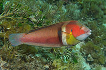 Image of Coris auricularis (Western king wrasse)