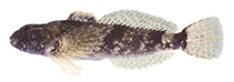 Image of Cottus bairdii (Mottled sculpin)