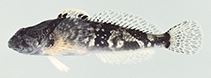 Image of Cottus caeruleomentum (Blue Ridge sculpin)