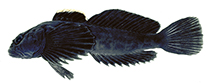 Image of Cottus caeruleomentum (Blue Ridge sculpin)