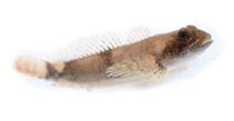 Image of Cottus caeruleomentum (Blue Ridge sculpin)