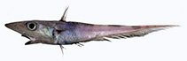 Image of Coelorinchus celaenostomus (Black lip rattail)