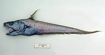 Image of Coryphaenoides dossenus (Humpback whiptail)