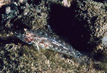 Image of Fusigobius duospilus (Barenape goby)