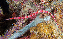 Image of Cosmocampus elucens (Shortfin pipefish)