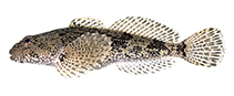 Image of Cottus girardi (Potomac sculpin)