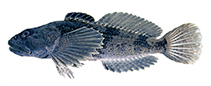 Image of Cottus girardi (Potomac sculpin)