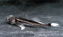 Image of Cottocomephorus inermis (Longfin Baikal sculpin)