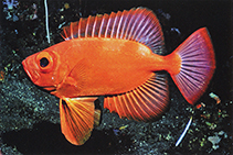 Image of Cookeolus japonicus (Longfinned bullseye)