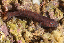 Image of Corcyrogobius liechtensteini (Liechtenstein\