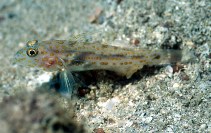 Image of Fusigobius longispinus (Orange-spotted sand-goby)