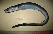 Image of Conger macrocephalus 