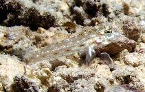 Image of Fusigobius melacron (Blacktip sandgoby)