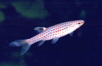 Image of Copella meinkeni 