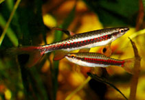 Image of Copella nattereri (Spotted tetra)