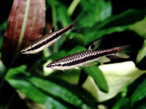 Image of Copella nigrofasciata 