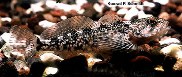 Image of Cottus perplexus (Reticulate sculpin)