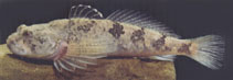 Image of Cottus perifretum (Chabot fluviatile)