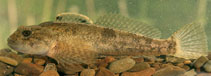 Image of Alpinocottus poecilopus (Alpine bullhead)