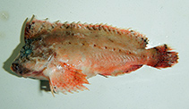 Image of Cocotropus roseus 