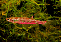 Image of Copella vilmae (Rainbow copella)