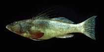 Image of Cratinus agassizii (Graery threadfin seabass)